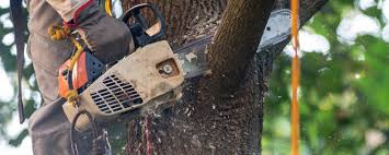 Best Firewood Processing and Delivery  in Kingston, RI