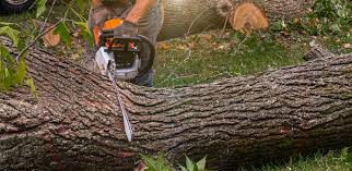 Best Tree Preservation Services  in Kingston, RI