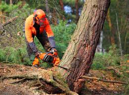Best Tree Risk Assessment  in Kingston, RI