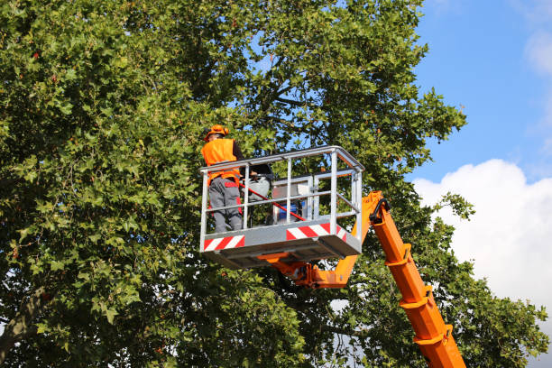Best Palm Tree Trimming  in Kingston, RI