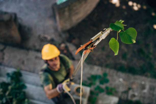 Best Storm Damage Tree Cleanup  in Kingston, RI