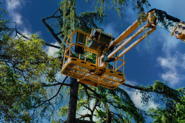 Best Tree Cabling and Bracing  in Kingston, RI